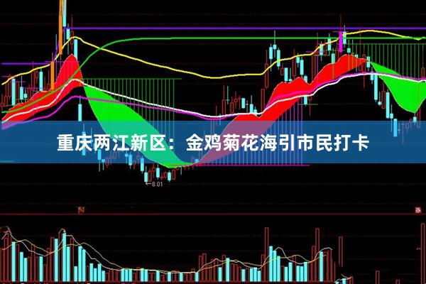 重庆两江新区：金鸡菊花海引市民打卡